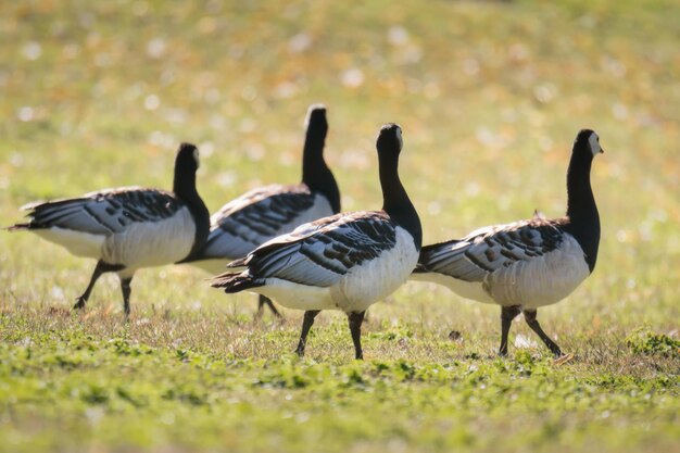 Photo barnacle geese on grassy field