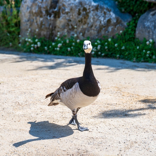 Photo barnacle goose