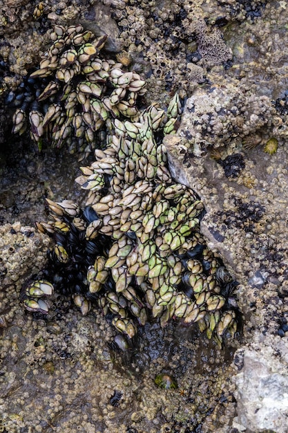 Barnacles on a beach in northern spain in asturias