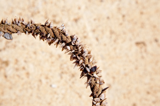 Barnacles growing in marine rope