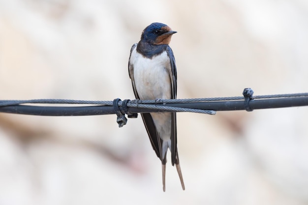 Foto barnslokker hirundo rustica in zijn omgeving