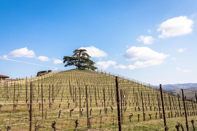 Barolo and Barbaresco countryside in Piedmont region, Italy. Vineyard with grapes cultivation for red wine. Unesco site.