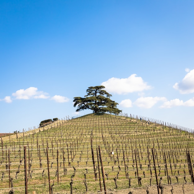 Barolo en Barbaresco platteland in de regio Piemonte, Italië. Wijngaard met druiventeelt voor rode wijn. UNESCO-site.