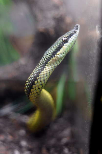 Photo baron's green racer