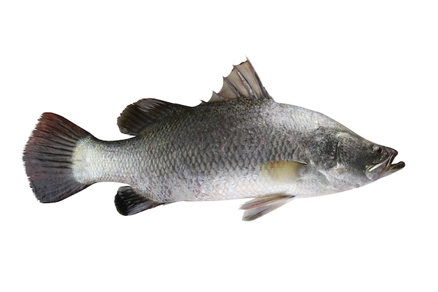 Barramundi 물고기 또는 흰 농어 흰색 배경에 고립
