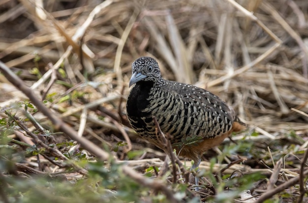 Foto ritratto di un animale a buttonquail sul suolo