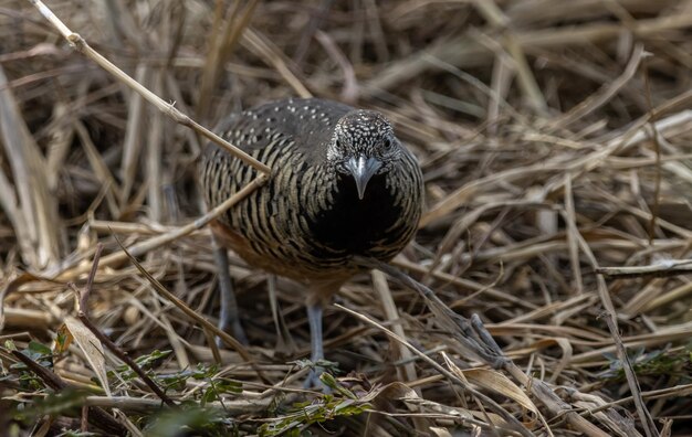 Barred Buttonquail on the ground animal portrait