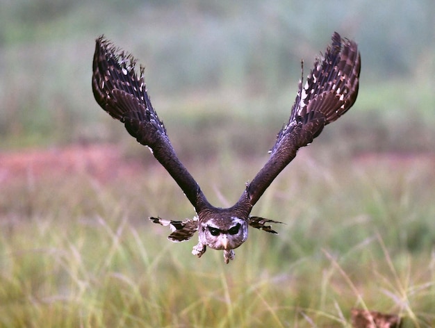 Foto barred eagle uil fying