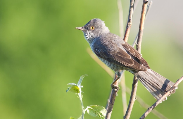 Barred warbler Sylvia nisoria Beautiful songbird