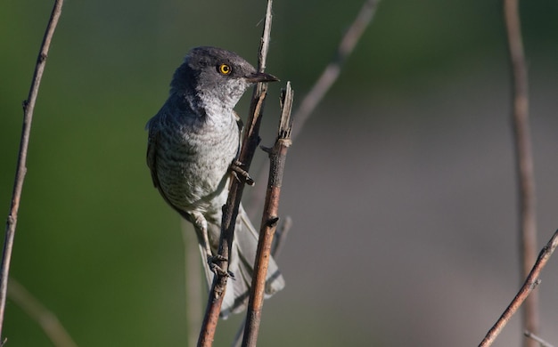 Barred warbler Sylvia nisoria Beautiful songbird