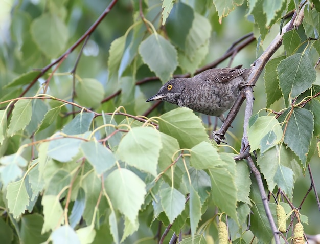 The barred warbler (Sylvia nisoria) male on the tree