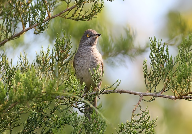 The barred warbler (Sylvia nisoria) male