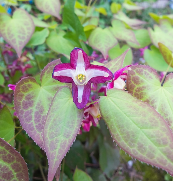 Barrenwort blooming in the garden