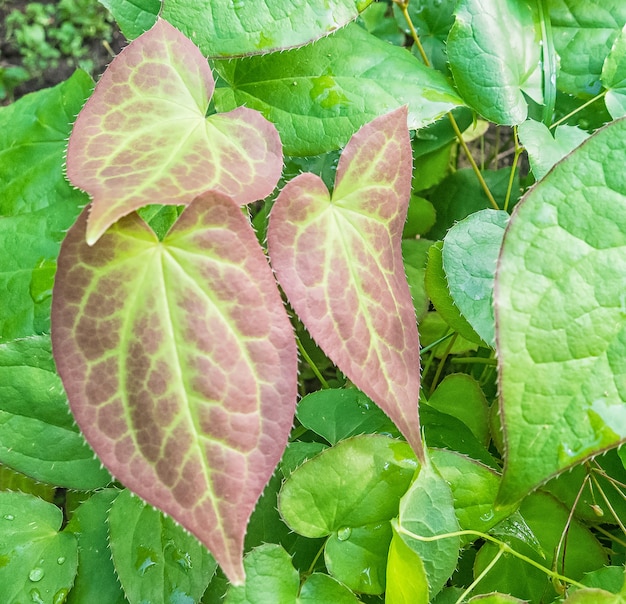 Barrenwort die in de tuin bloeien