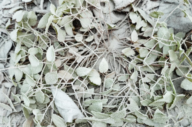 Barrenwort leaves covered with hoarfrost Abstract floral background top view