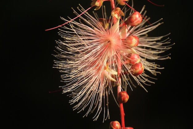 Foto barringtonia-bloemen met kleine bladeren hebben een bijzondere structuur en bloeien's nachts