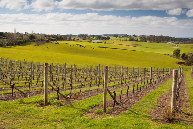 Barringwood park winery vines near devonport tasmania