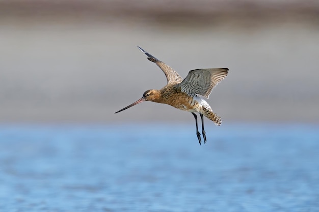 Bartailed ゴッドウィット Limosa lapponica