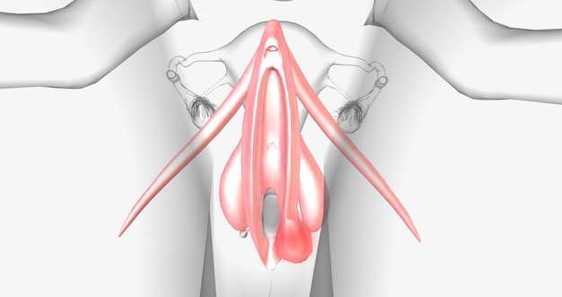 A Bartholins cyst occurs when a woman's Bartholin glands the glands responsible for lubricating the vagina fill with fluid