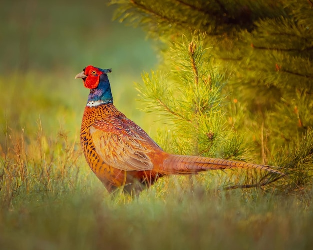 Barzant stands in the meadow