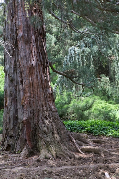 Basaal stamdeel van oude majestueuze sequoiaboom (sequoiadendron giganteum).