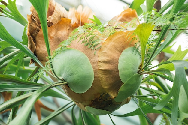 エピフィティックフェルン・プラティセリウム (Platycerium epiphytic fern) の基礎葉