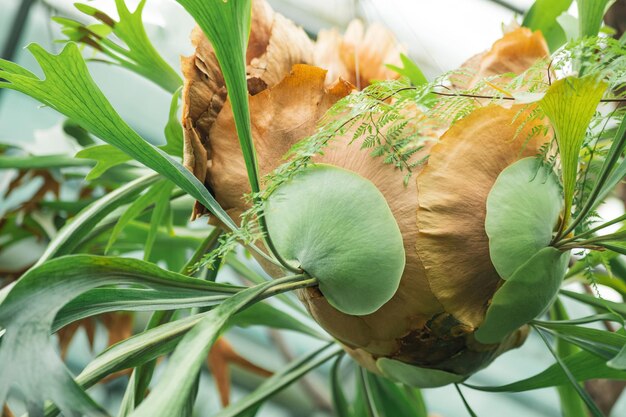 エピフィティックフェルン・プラティセリウム (Platycerium epiphytic fern) の基礎葉