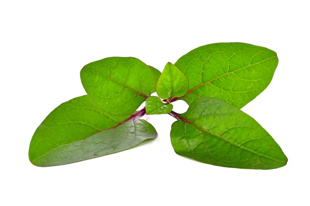 Basella alba or Ceylon Spinach