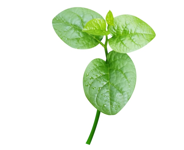 Photo basella alba or malabar spinach is widely used as a leaf vegetable