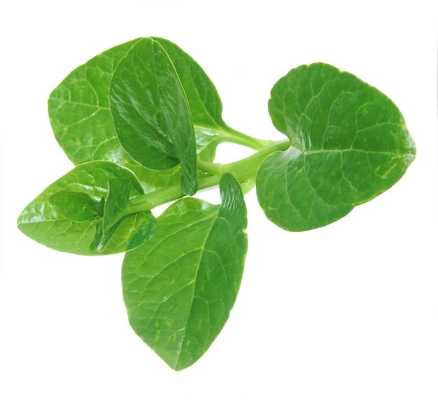 Basella Alba Malabar Spinach isolated on white background.