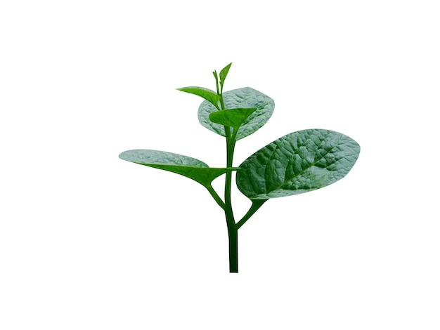 Basella alba of Malabar spinazie wordt veel gebruikt als bladgroente