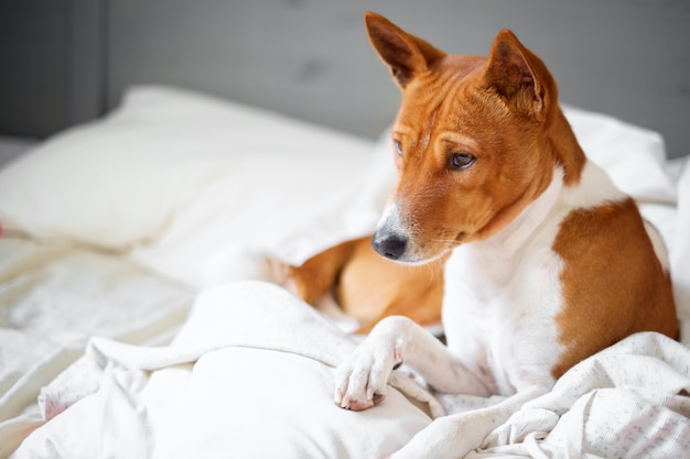 침대에서 Basenji 개