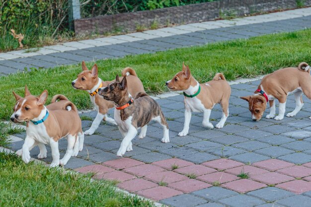 Basenji dog cute puppies walking outdoor looking up