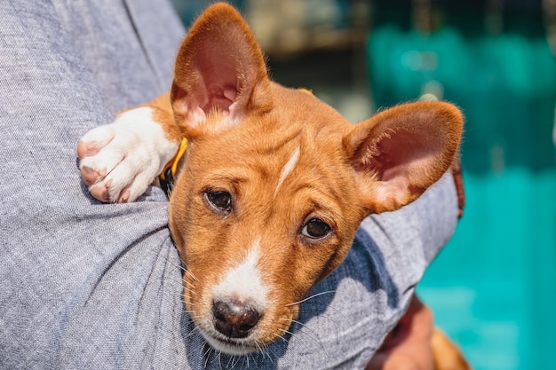 Basenji 개 강아지는 카메라를 보고 초상화를 닫습니다