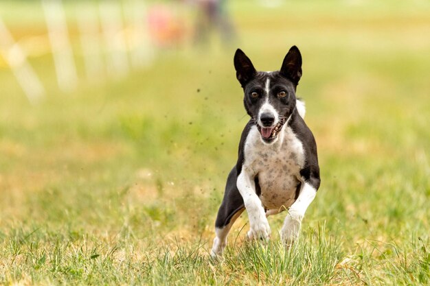 Basenji dog running across the field