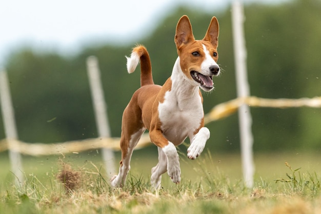 Basenji dog running across the field