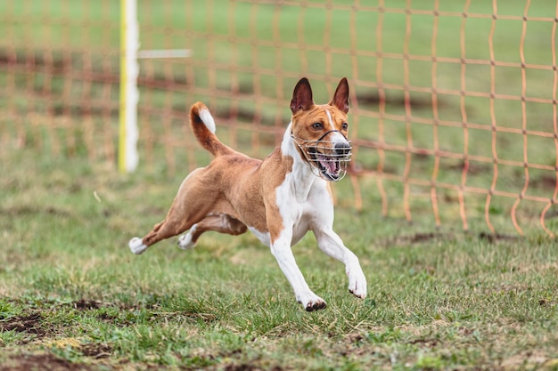 カメラに向かってまっすぐに走り、緑の野原でコーシングルアーを追いかけるバセンジー犬