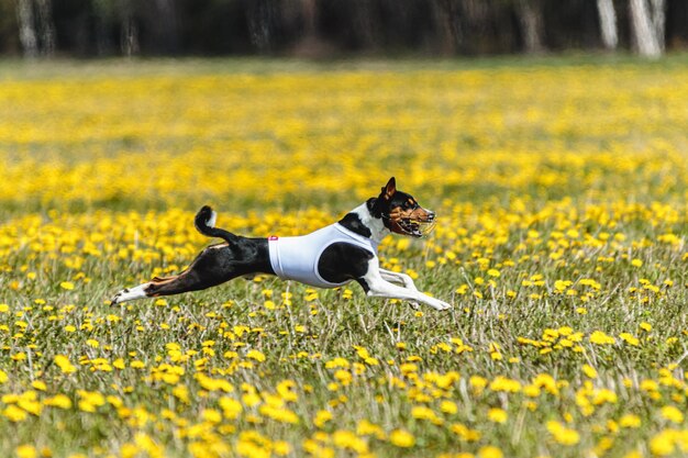 Basenji dog running in white jacket on coursing field at competition in summer