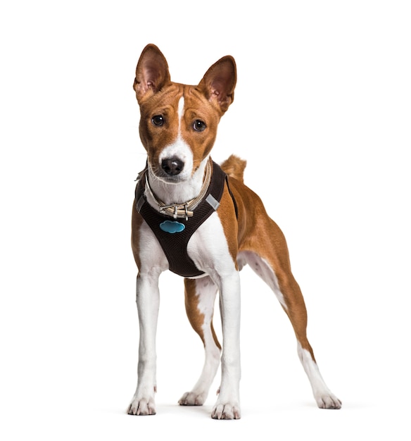 Basenji dog standing