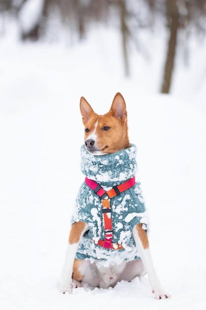 Basenji dog walks in the field Winter is not a lot of snow on the grass Closeup portrait