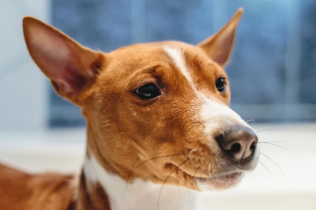 Basenji dog washing and grooming at home