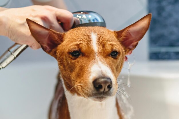 Basenji dog washing and grooming at home