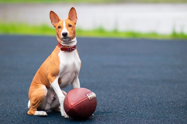 ラグビー用のボールを持ったバセンジー犬