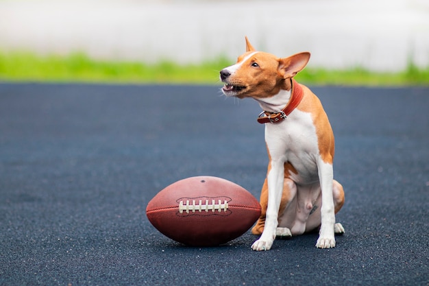 ラグビー用のボールを持ったバセンジー犬