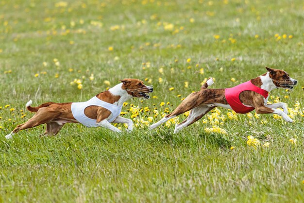 Foto cani basenji con camicie rosse e bianche che corrono e inseguono l'esca nel campo in una competizione di corsa