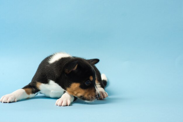 Basenji driekleurig puppy lag op de vloer