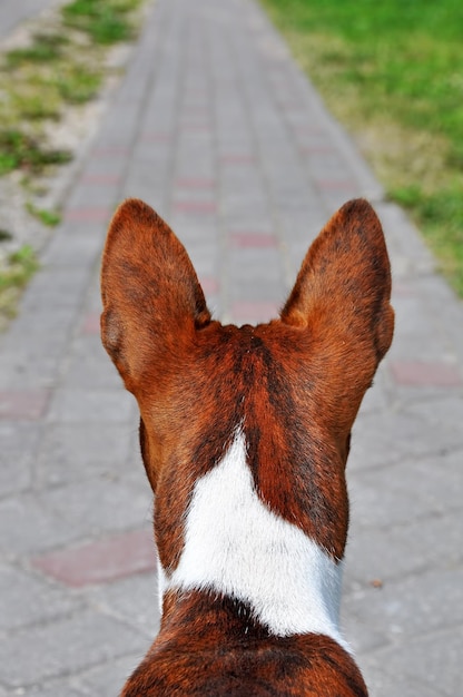 Basenji-hond close-up van achteren