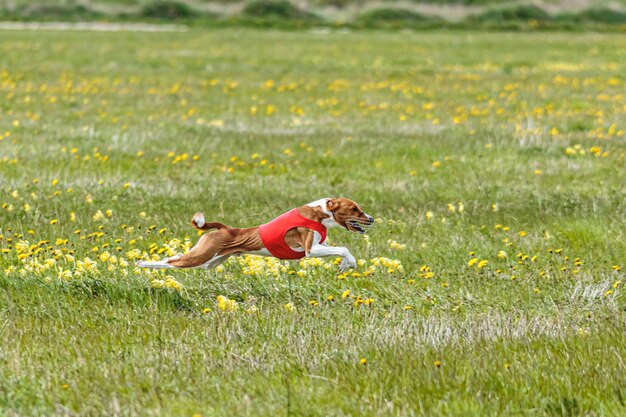 Foto basenji hond in rood shirt hardlopen en achtervolgen aas in het veld op coursing competitie