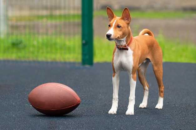 Basenji hond met een bal voor rugby