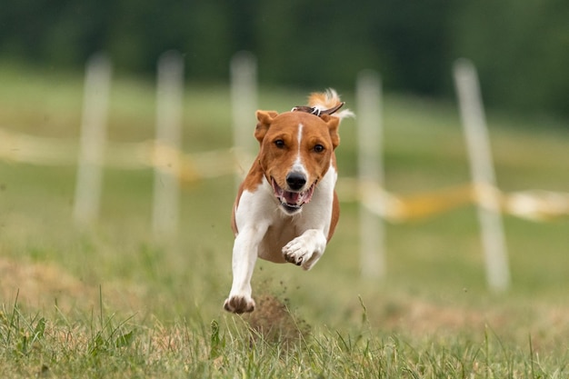 Basenji lifted off the ground during the dog race